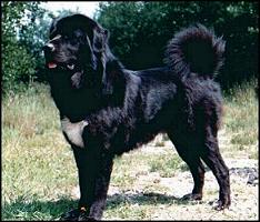 Do Khyi Hündin Buthi, Tibetan Mastiff female Buthi