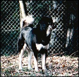 Do Khyi Hündin Dehra, Tibetan Mastiff female Dehra