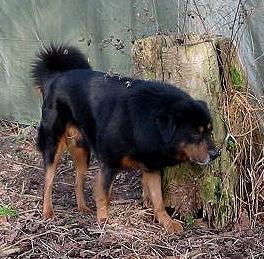 Tibet Import Rüde Dorje, Tibetan Mastiff Import Male Dorje