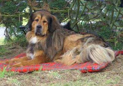 Do Khyi mit Fehlfarbe, Tibetan Mastiff with wrong color