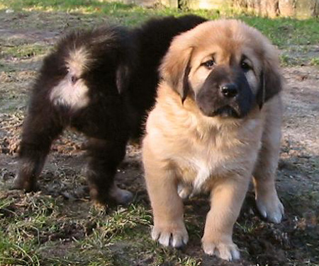 Do Khyi Rüde Marco Polos King of Tibet Hema Chandra Drime,Tibetan Mastiff Male Puppy Marco Polos King of Tibet Chota Dari