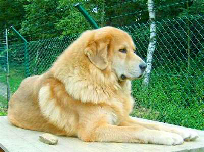 Do Khyi Hündin Yarlung Yumco, Tibetan Mastiff female Yarlung Yumco