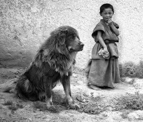 Echter Do Khyi während der Haarungszeit, auch Tibet Mastiff genannt, Real tibetan Mastiff from Tibet during shadding