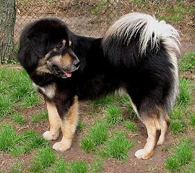 Do Khyi Import Rüde khyaring Shentsa, Tibetan Mastiff Import Male Kyaring Shentsa