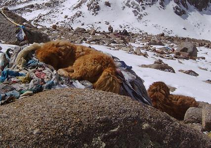 schlafende Do Khyi in Gebetsfahnen