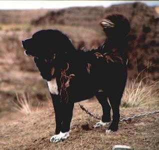 angeketteter Do Khyi im Nomadencamp, Tibetan Mastiff of a Nomad